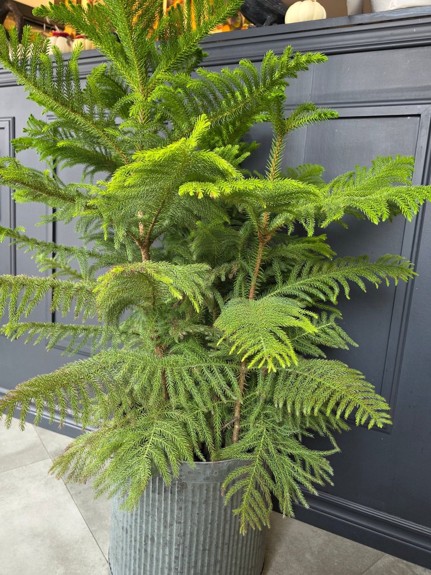 10" Araucaria heterophylla - Norfolk Island Pine - Grow & Bloom Co.