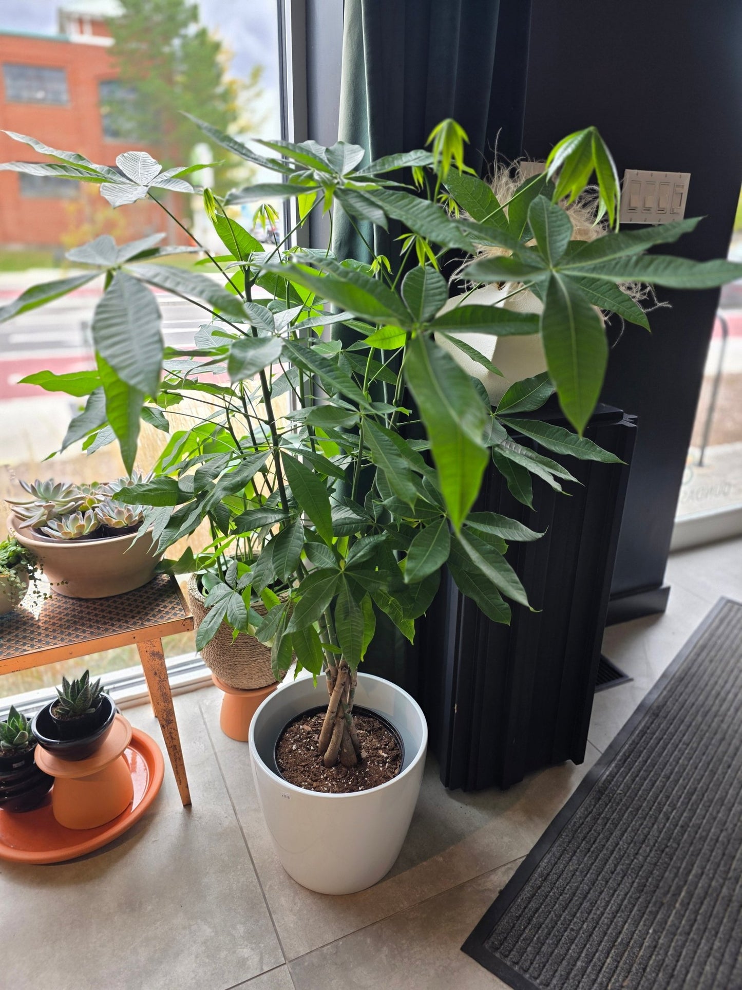 10" Pachira aquatica - Money Tree - Grow & Bloom Co.