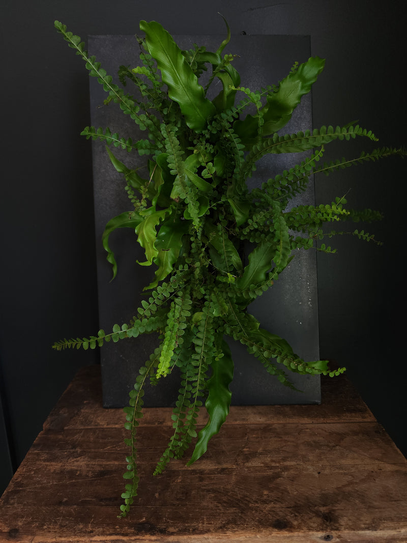 Hanging Plant Frame