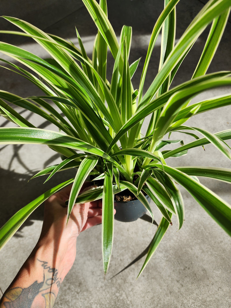 5" Chlorophytum comosum &