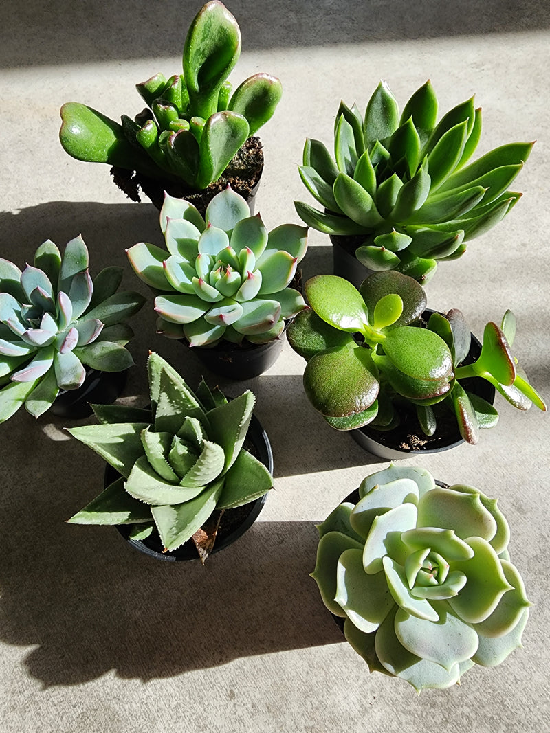 2.5" Succulent Assorted