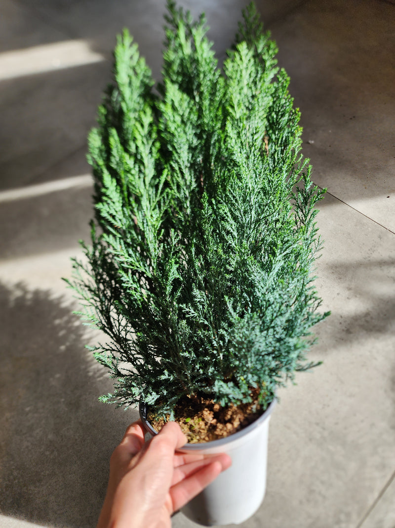 6" Chamaecyparis lawsoniana &