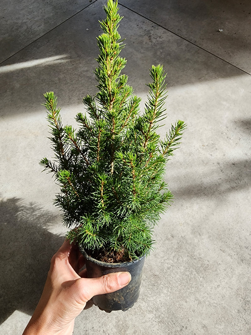 4" Picea glauca - White Spruce