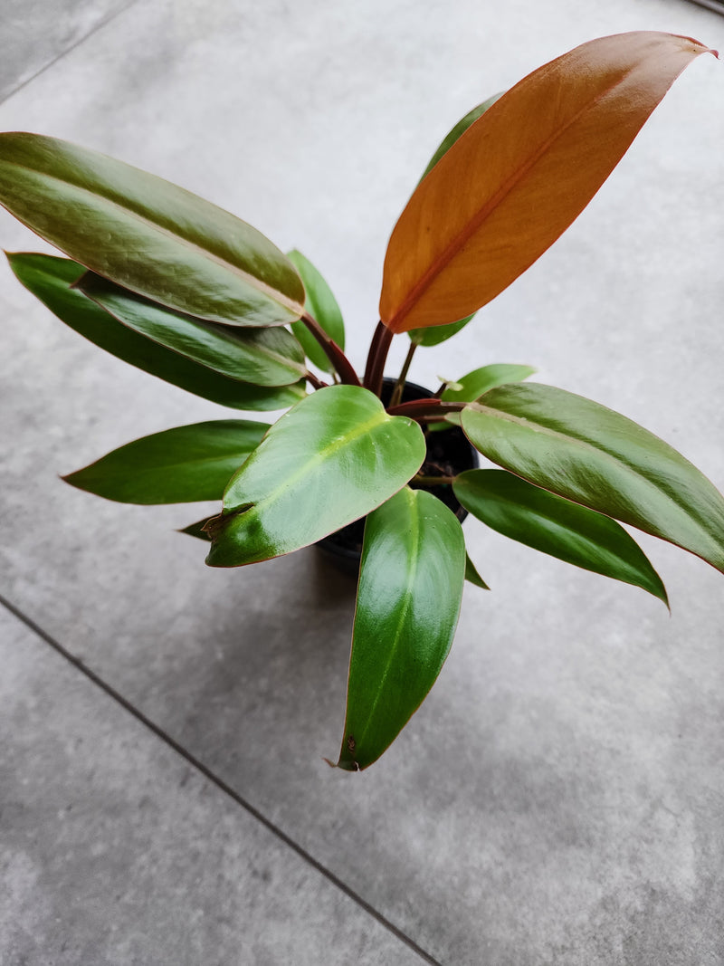 4" Philodendron &