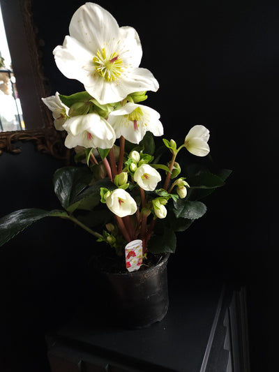 6" Helleborus x hybridus - Lenten Rose