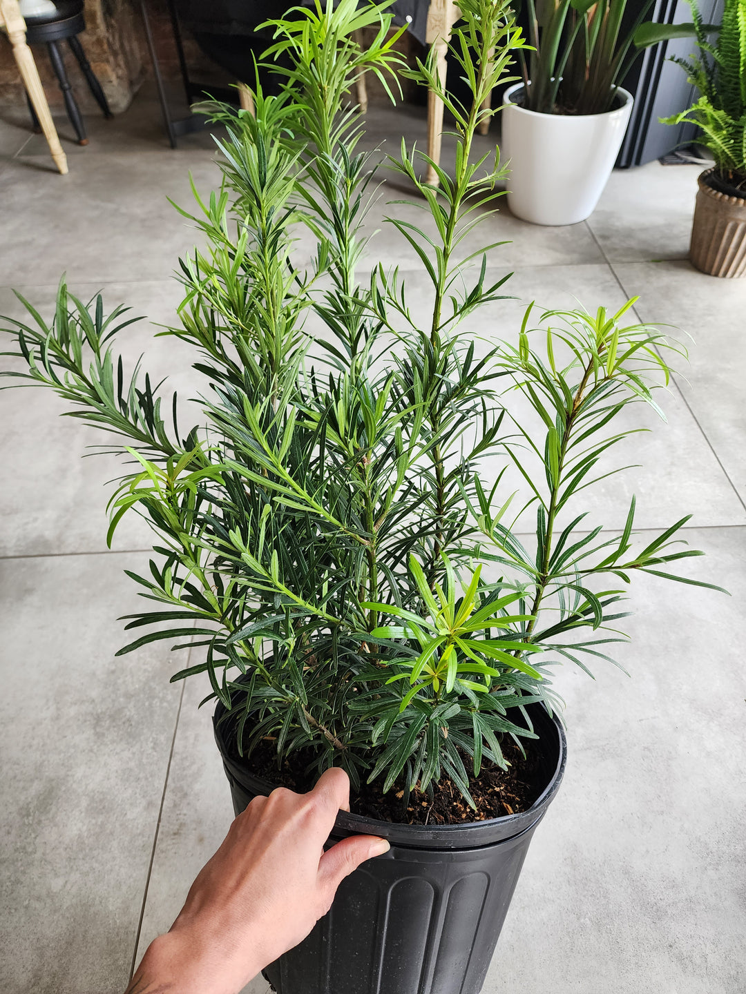 10" Podocarpus macrophyllus var. maki - Buddha Pine
