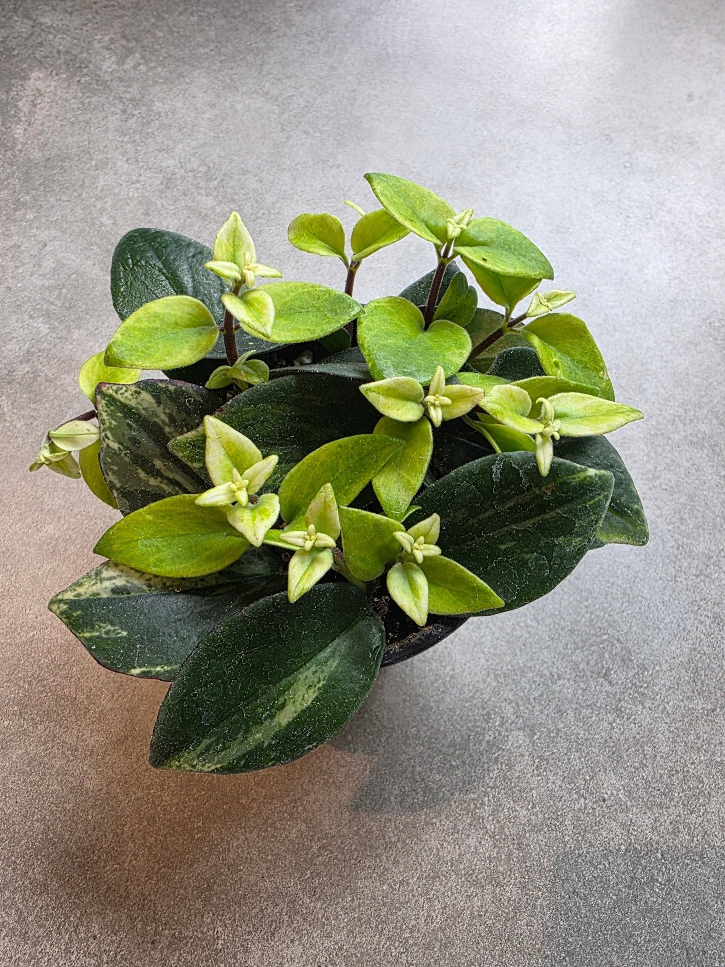 4" Aeschynanthus radicans 'Variegata' - Variegated Lipstick Plant - Grow & Bloom Co.
