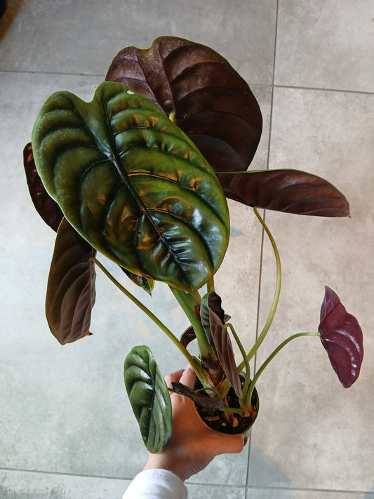 4" Alocasia cuprea 'Red Secret' - Grow & Bloom Co.