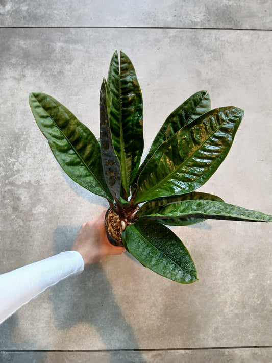 4" Anthurium superbum - Grow & Bloom Co.