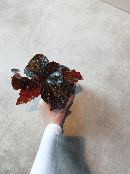 4" Begonia 'Crackling Rosie' - Grow & Bloom Co.