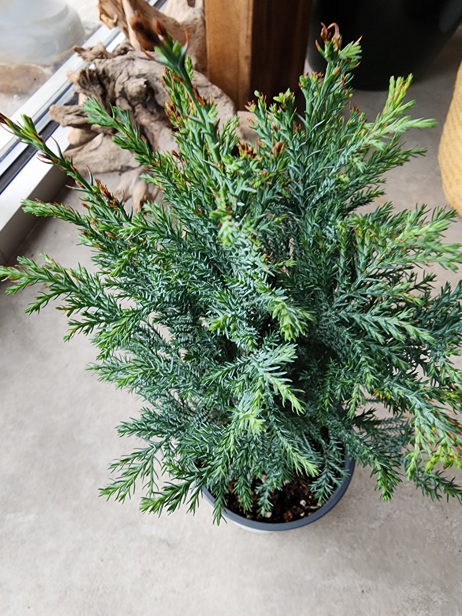 4" Cupressus arizonica - Moonlight Cypress - Grow & Bloom Co.