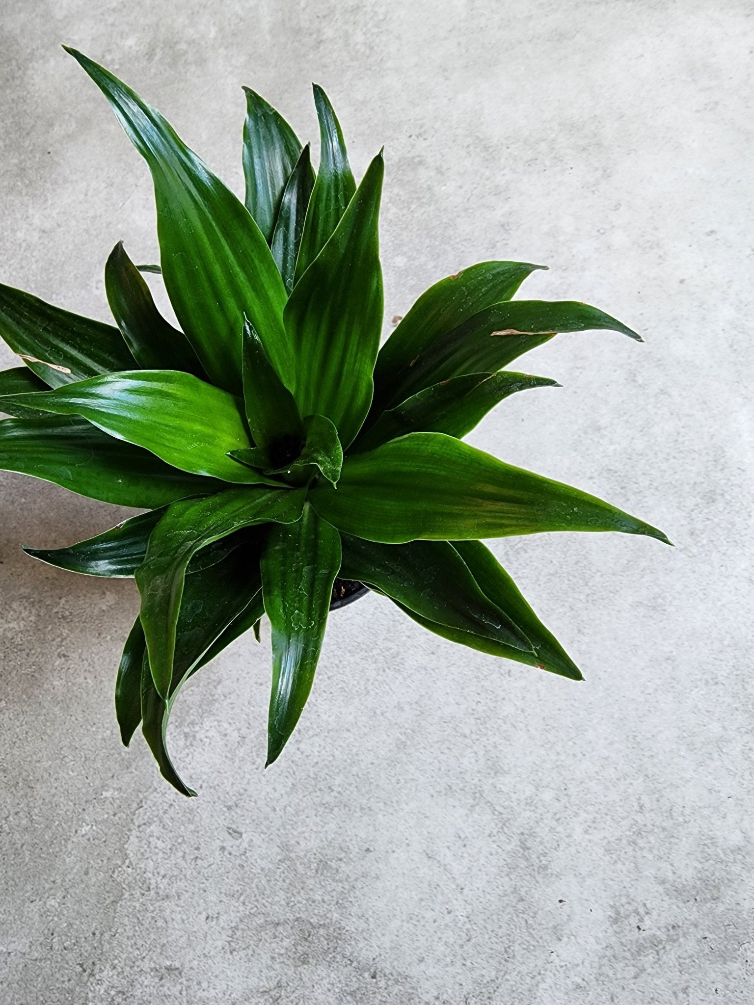 4" Dracaena fragrans 'Janet Craig Compacta' - Grow & Bloom Co.