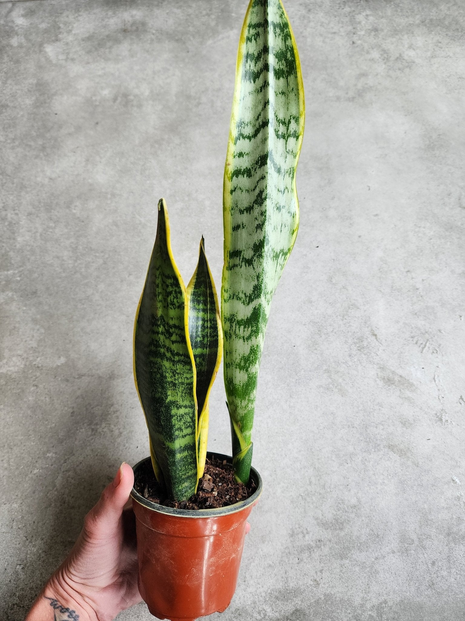 4" Dracaena trifasciata 'Laurentii' - Snake Plant - Grow & Bloom Co.