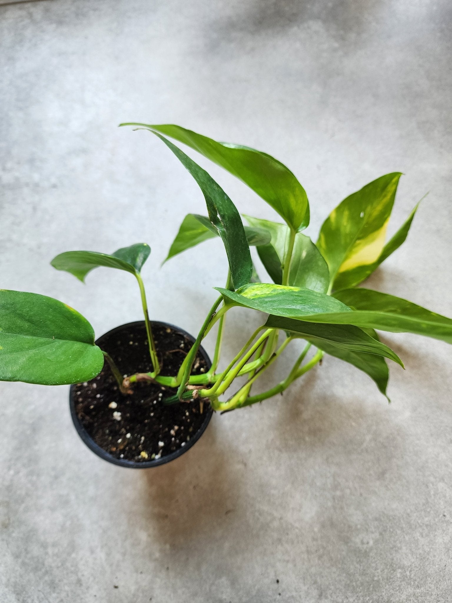 4" Epipremnum pinnatum 'Aurea' - Grow & Bloom Co.