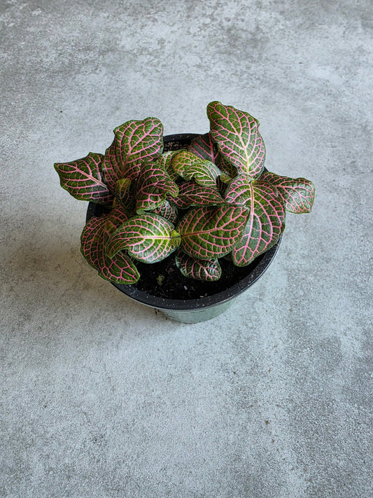 4" Fittonia albivensis (Pink) - Pink Nerve Plant - Grow & Bloom Co.