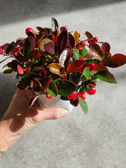 4" Gaultheria procumbans - Wintergreen - Grow & Bloom Co.