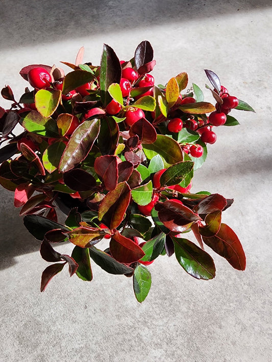 4" Gaultheria procumbans - Wintergreen - Grow & Bloom Co.