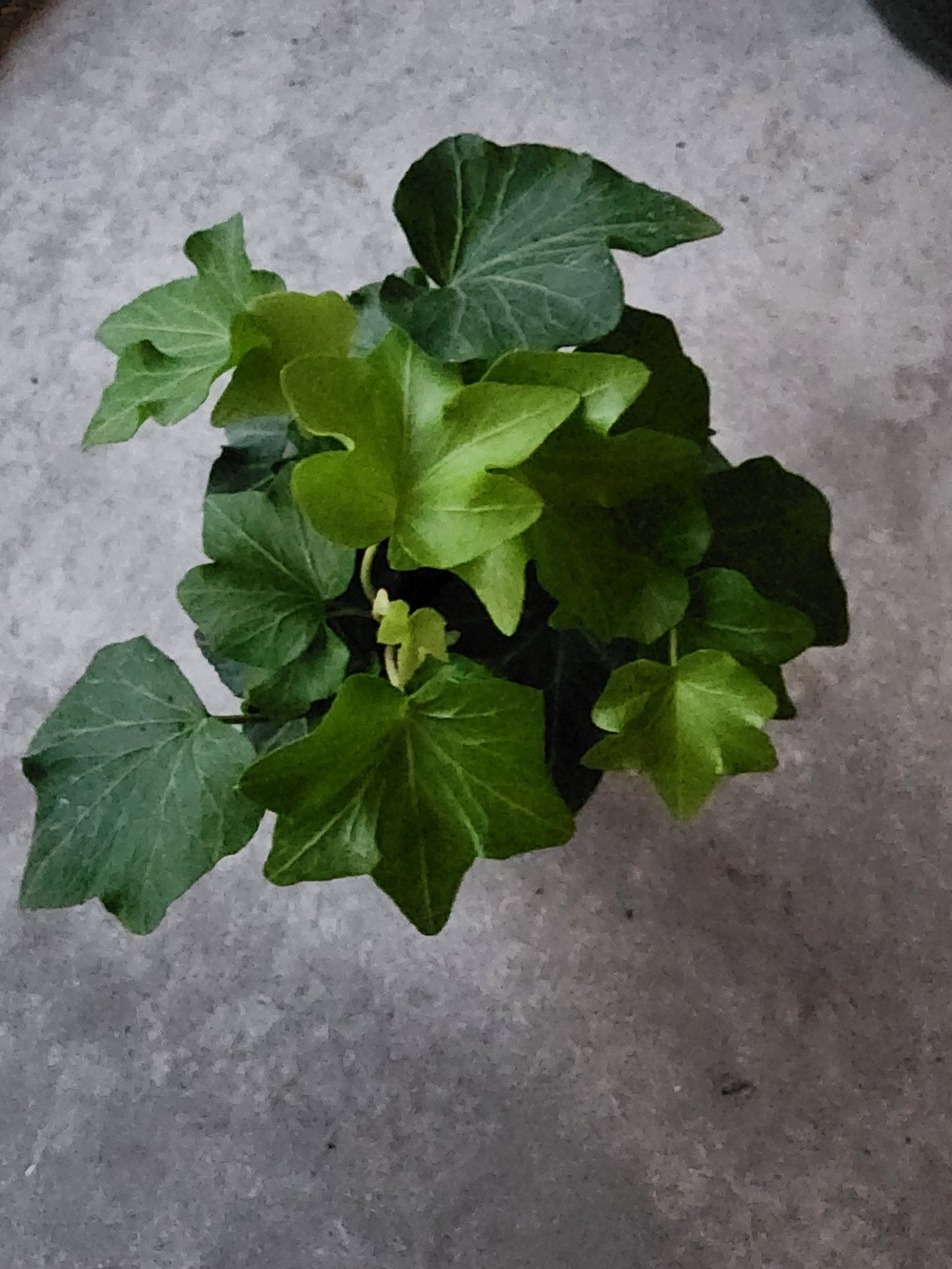 4" Hedera helix - English Ivy - Grow & Bloom Co.