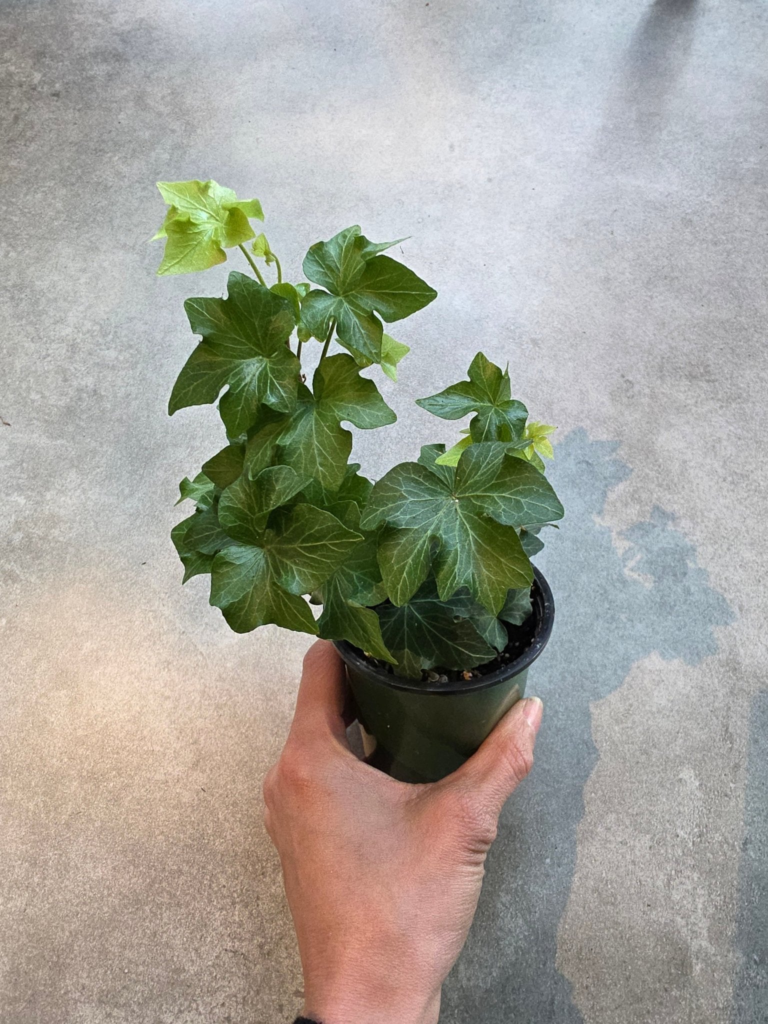 4" Hedera helix - Ivy - Grow & Bloom Co.