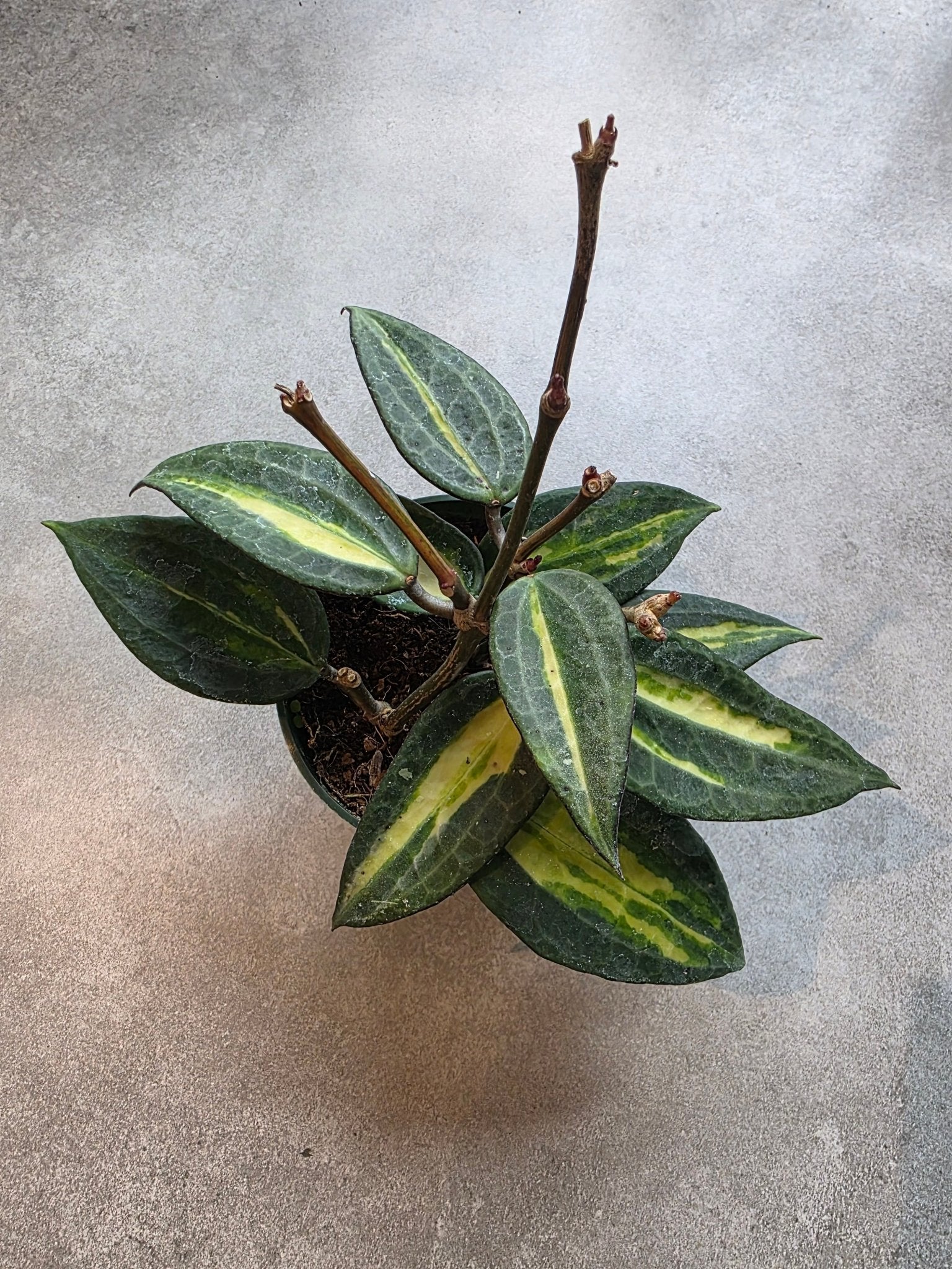 4" Hoya latifolia 'Pot of Gold' - Grow & Bloom Co.