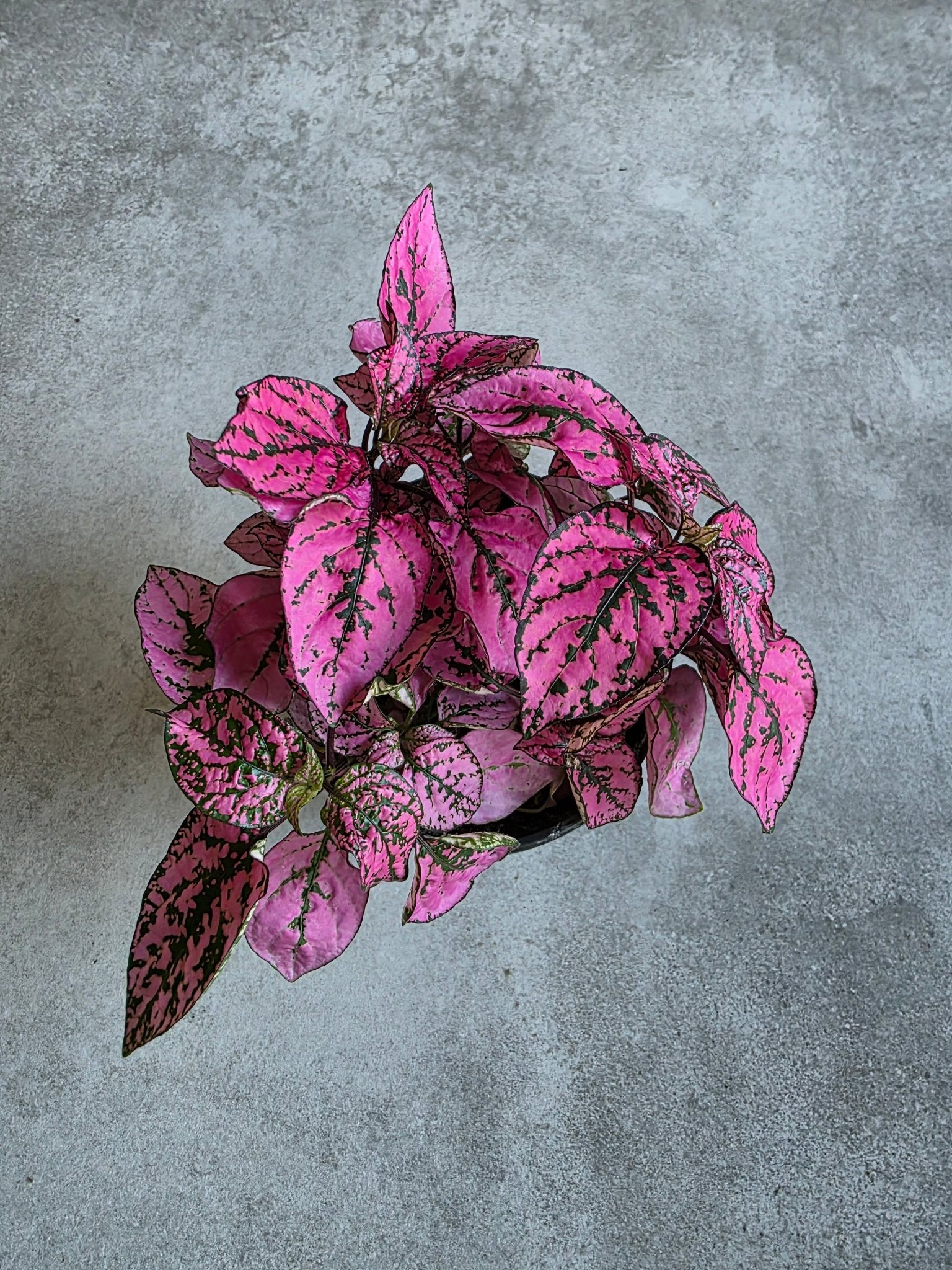 4" Hypoestes phyllosta - Pink Polka Dot Plant - Grow & Bloom Co.