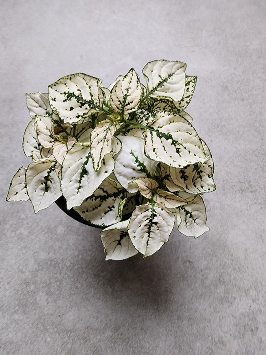 4" Hypoestes phyllosta - White Polka Dot Plant - Grow & Bloom Co.
