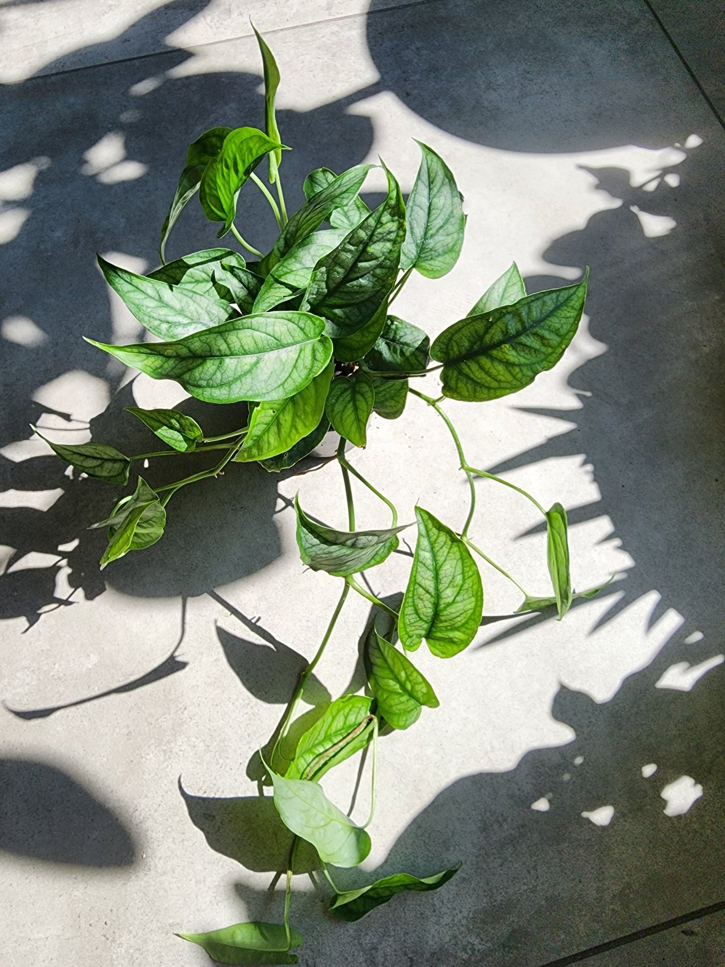 4" Monstera Siltepecana - Silver Monstera - Grow & Bloom Co.