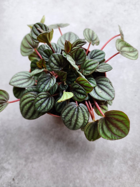 4" Peperomia albovittata 'Piccolo Banda' - Grow & Bloom Co.