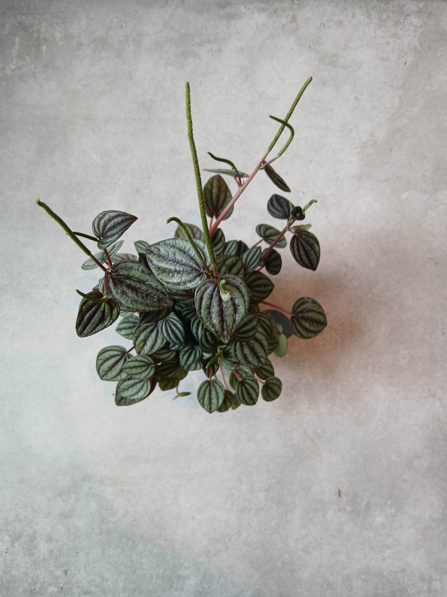 4" Peperomia 'Piccolo Banda' - Grow & Bloom Co.