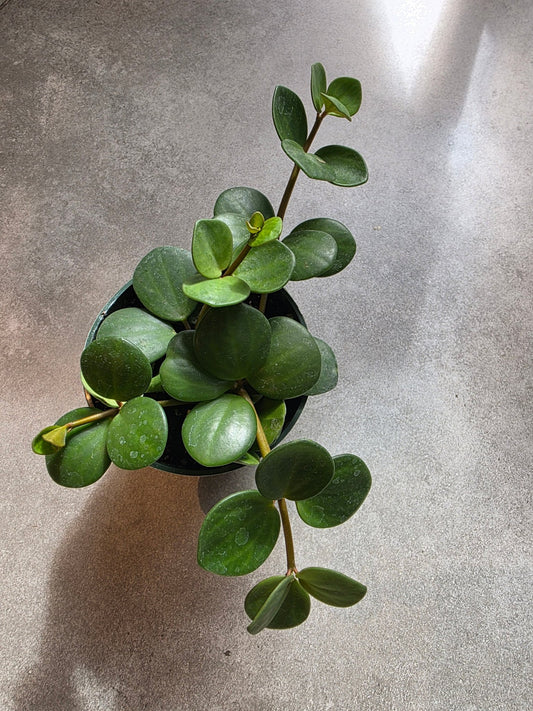 4" Peperomia tetraphylla 'Hope' - Grow & Bloom Co.