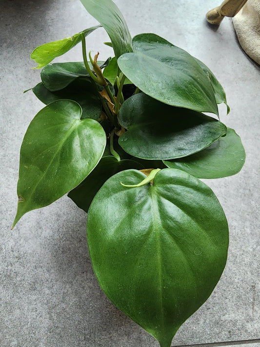 4" Philodendron cordatum - Heart leaf Philodendron - Grow & Bloom Co.