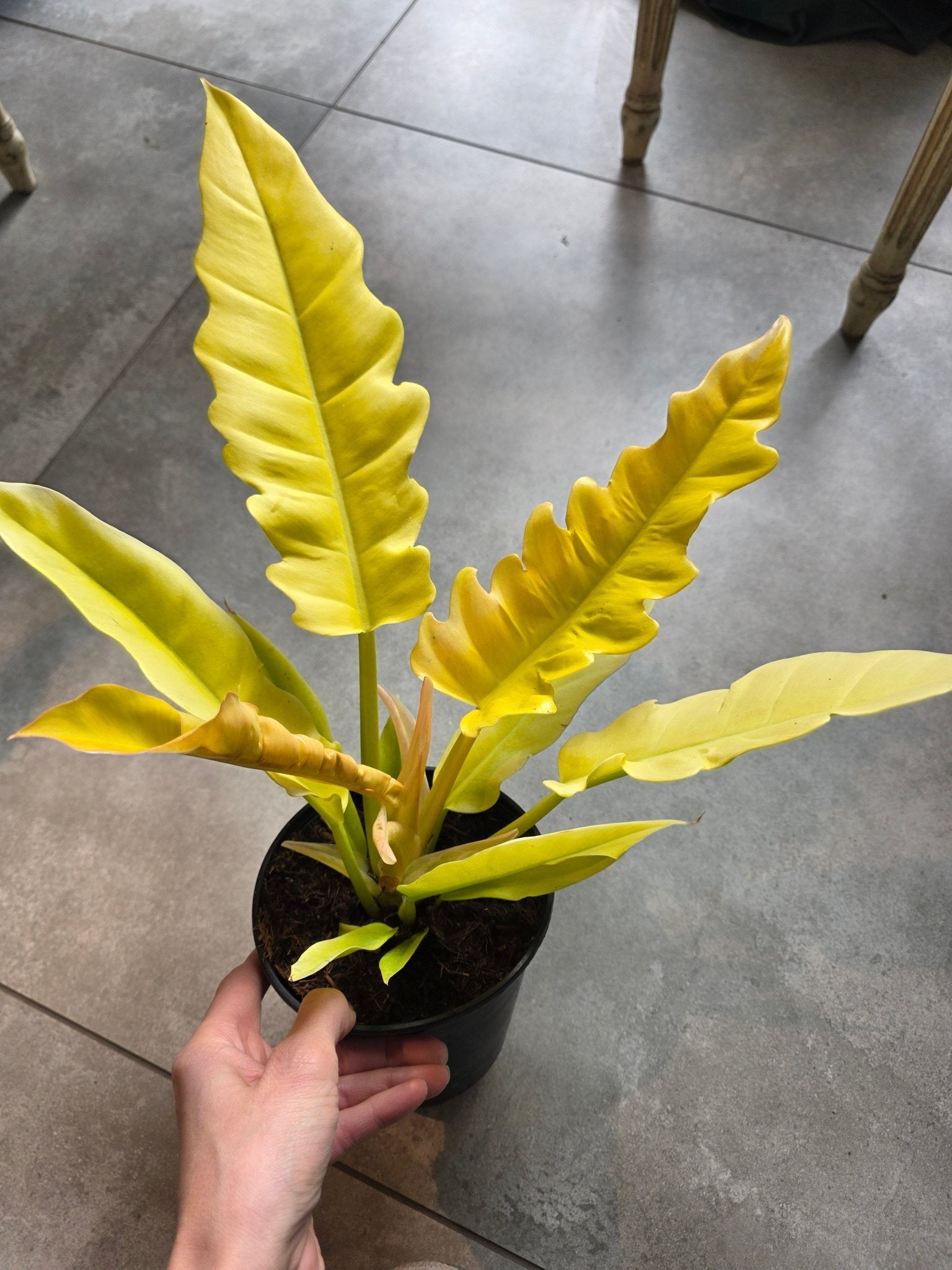 4" Philodendron 'Golden Crocodile' - Grow & Bloom Co.