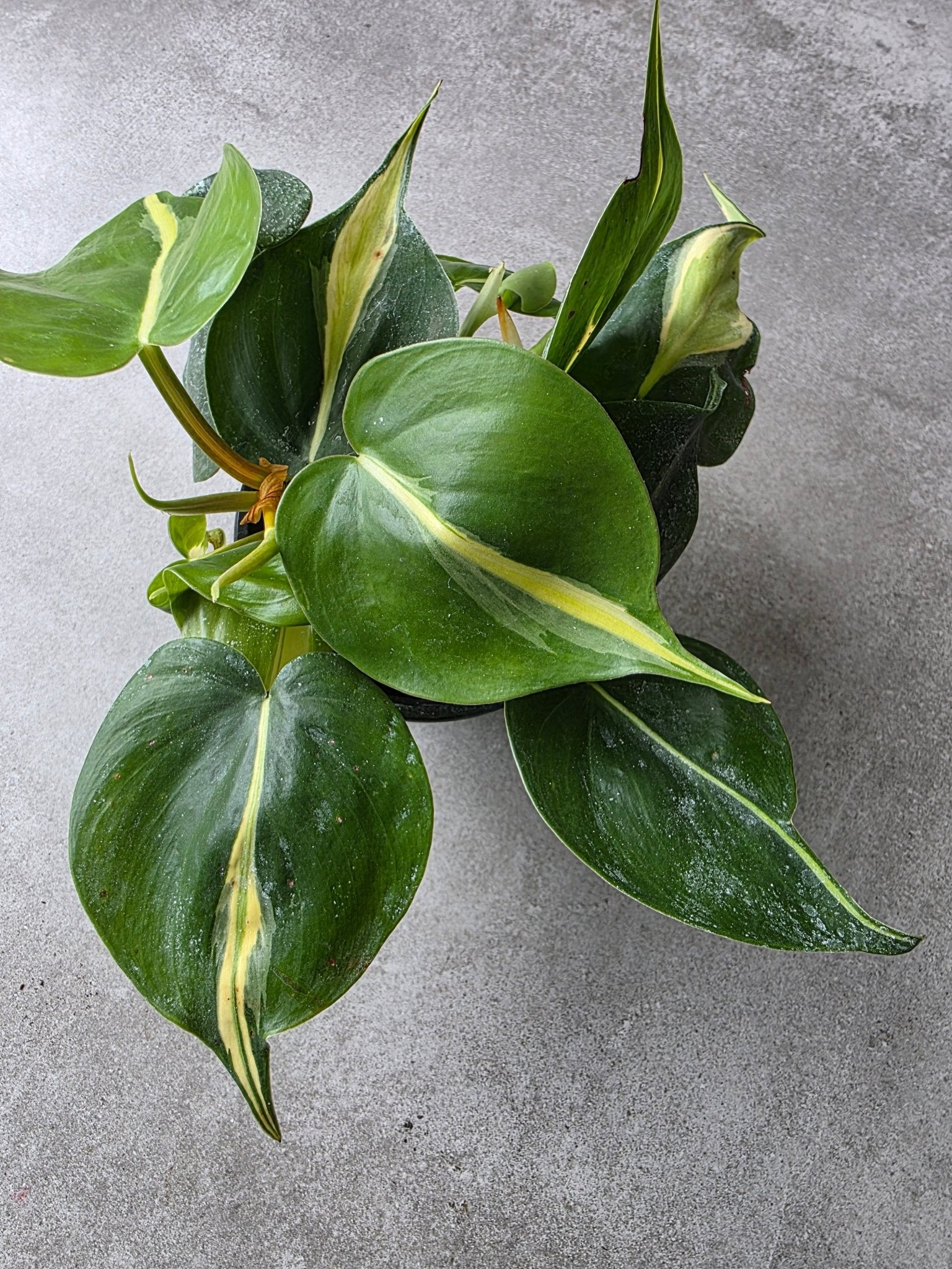 4" Philodendron hederaceum 'Rio' - Grow & Bloom Co.