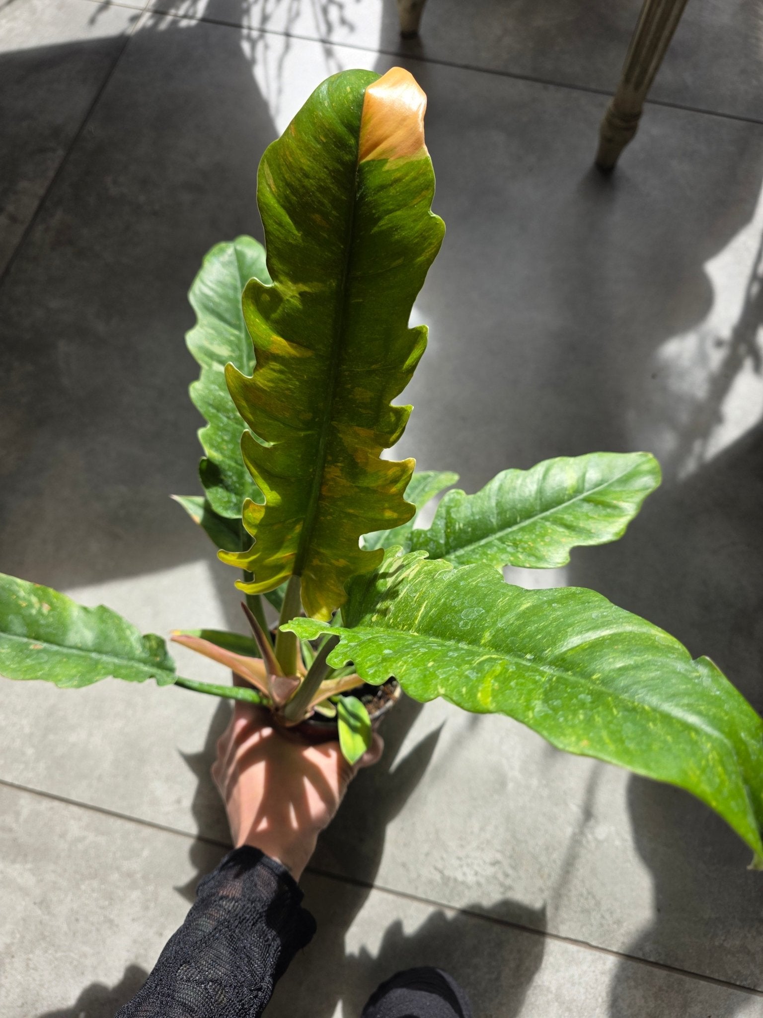 4" Philodendron 'Ring of Fire' - Grow & Bloom Co.