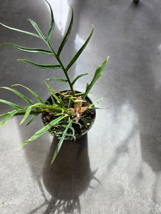 4" Phiodendron tortum - Grow & Bloom Co.