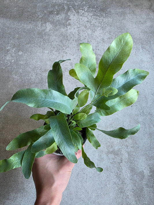 4" Phlebodium aureum - Blue Star Fern - Grow & Bloom Co.