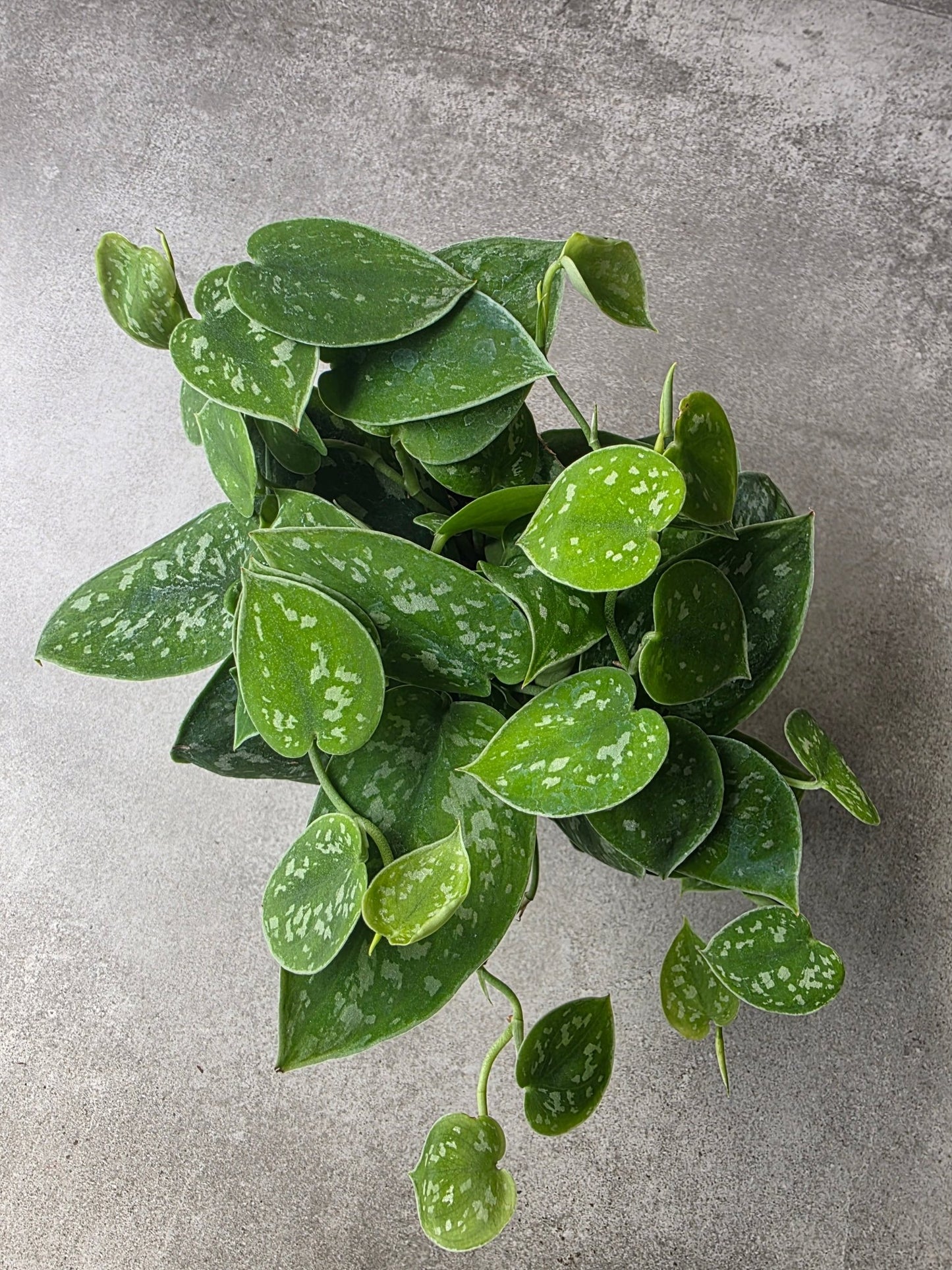 4" Scindapsus pictus - Satin Pothos - Grow & Bloom Co.