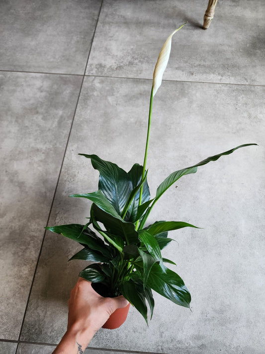 4" Spathiphyllum wallisii - Peace Lily - Grow & Bloom Co.