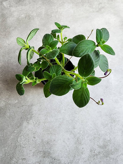 4" Streptocarpella saxorum - Nodding Violet - Grow & Bloom Co.