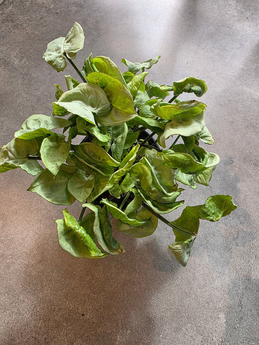 4" Syngonium podophyllum 'Silver Pearl' - Grow & Bloom Co.