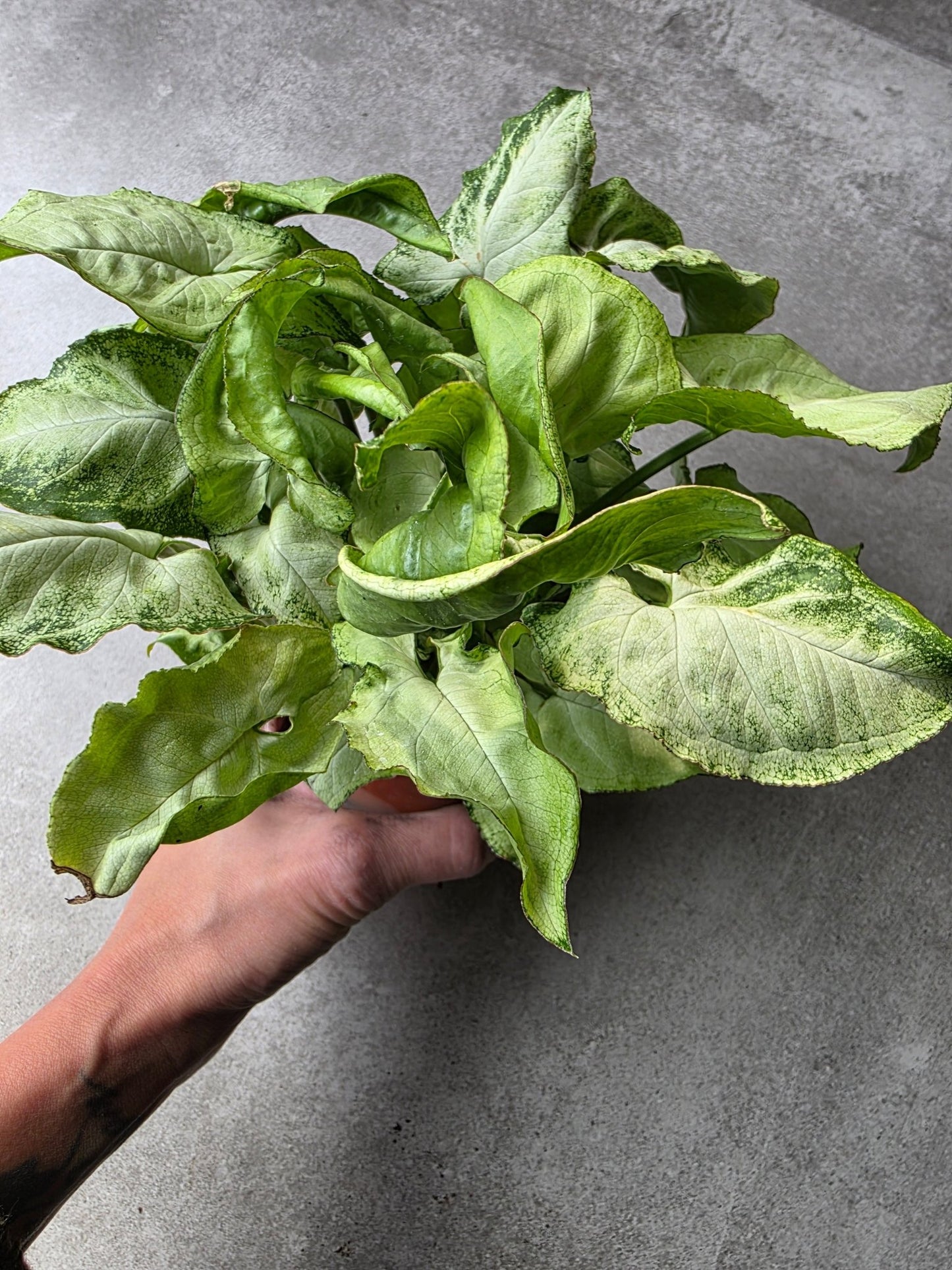 4" Syngonium podophyllum 'White Butterfly' - Grow & Bloom Co.