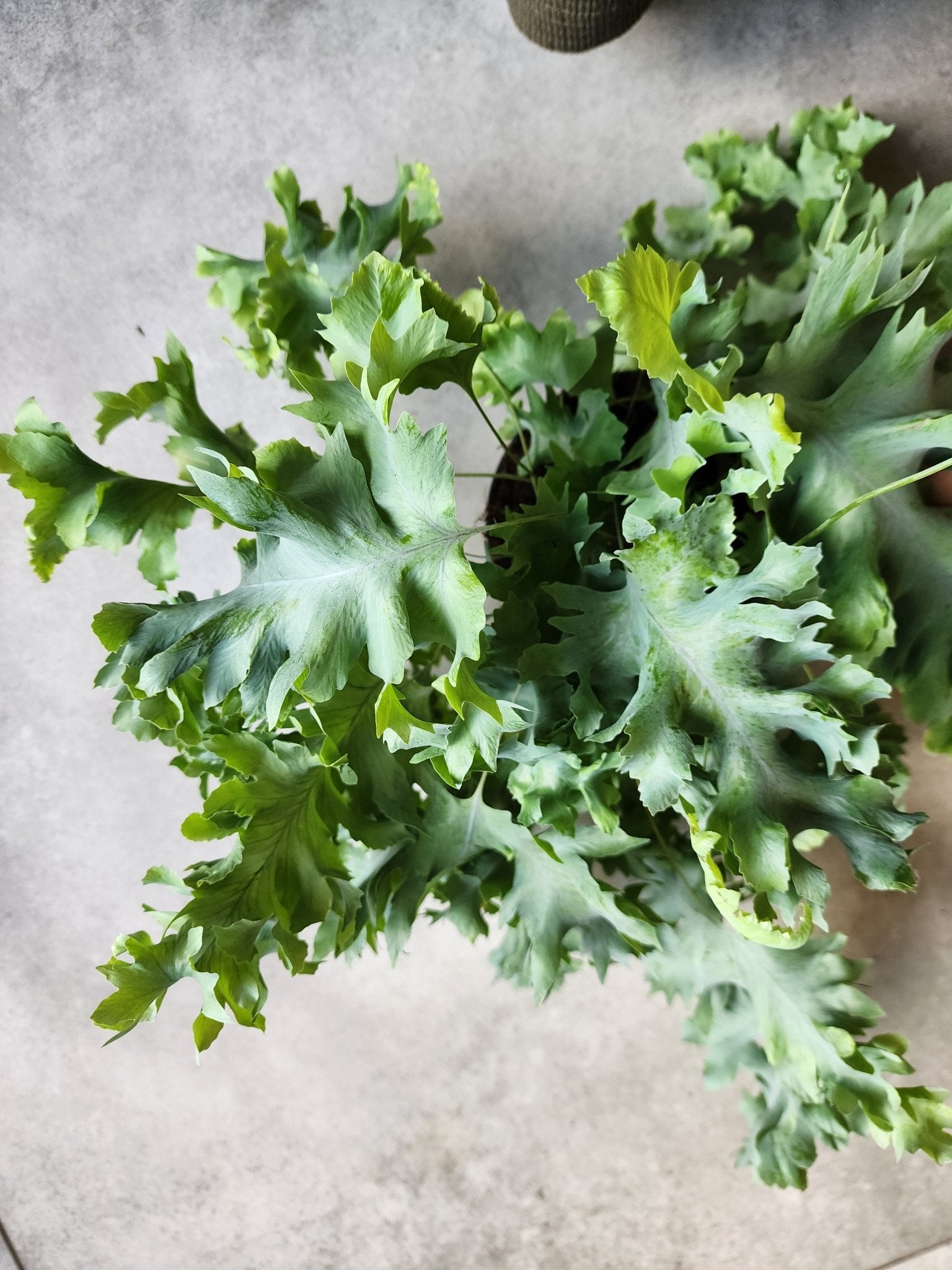 5" Phlebodium aureum 'Davana' - Davana Fern - Grow & Bloom Co.