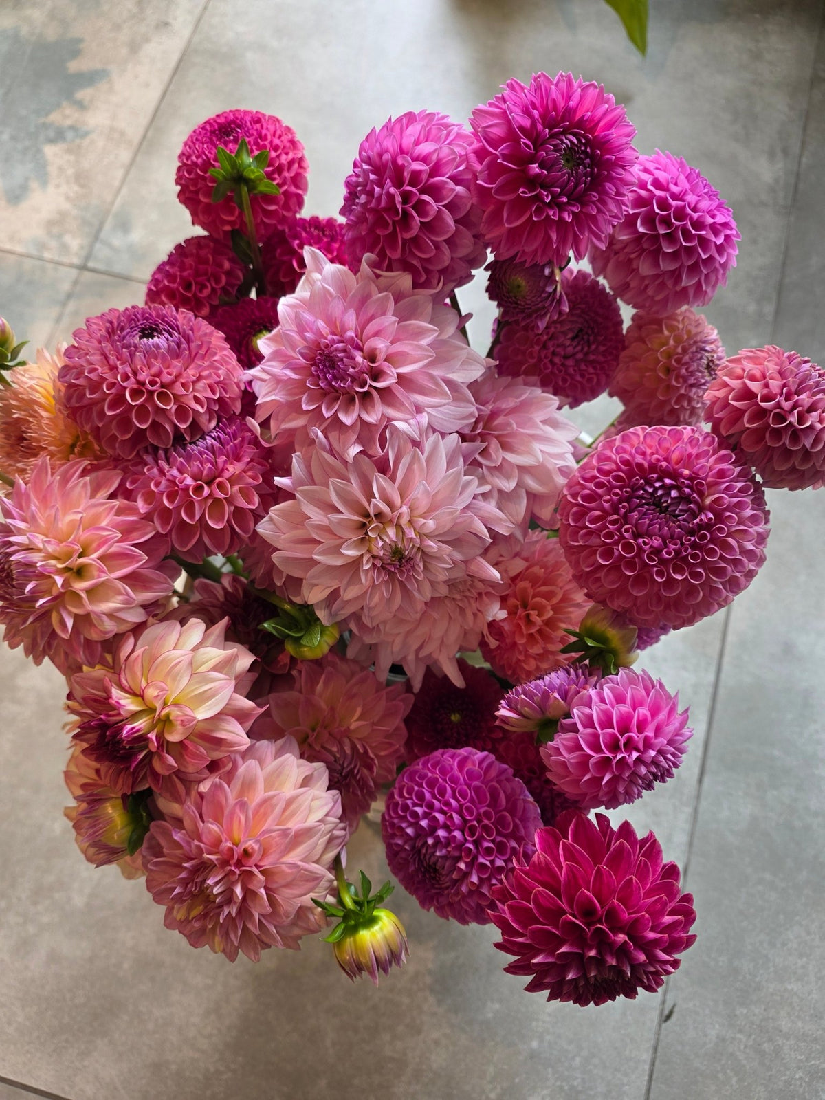 5 Stem Dahlia Bunch - Grow & Bloom Co.