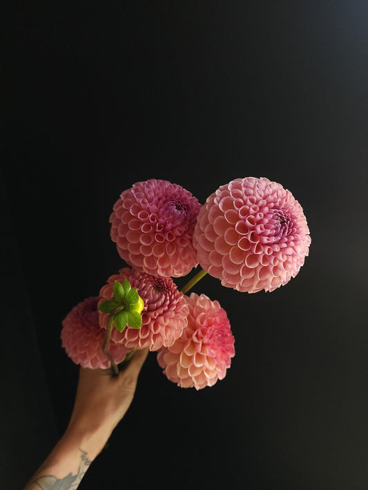 5 Stem Dahlia Bunch - Grow & Bloom Co.