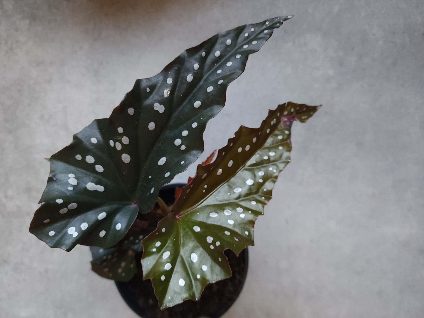 5" Unidentified species angel wing begonia - Grow & Bloom Co.