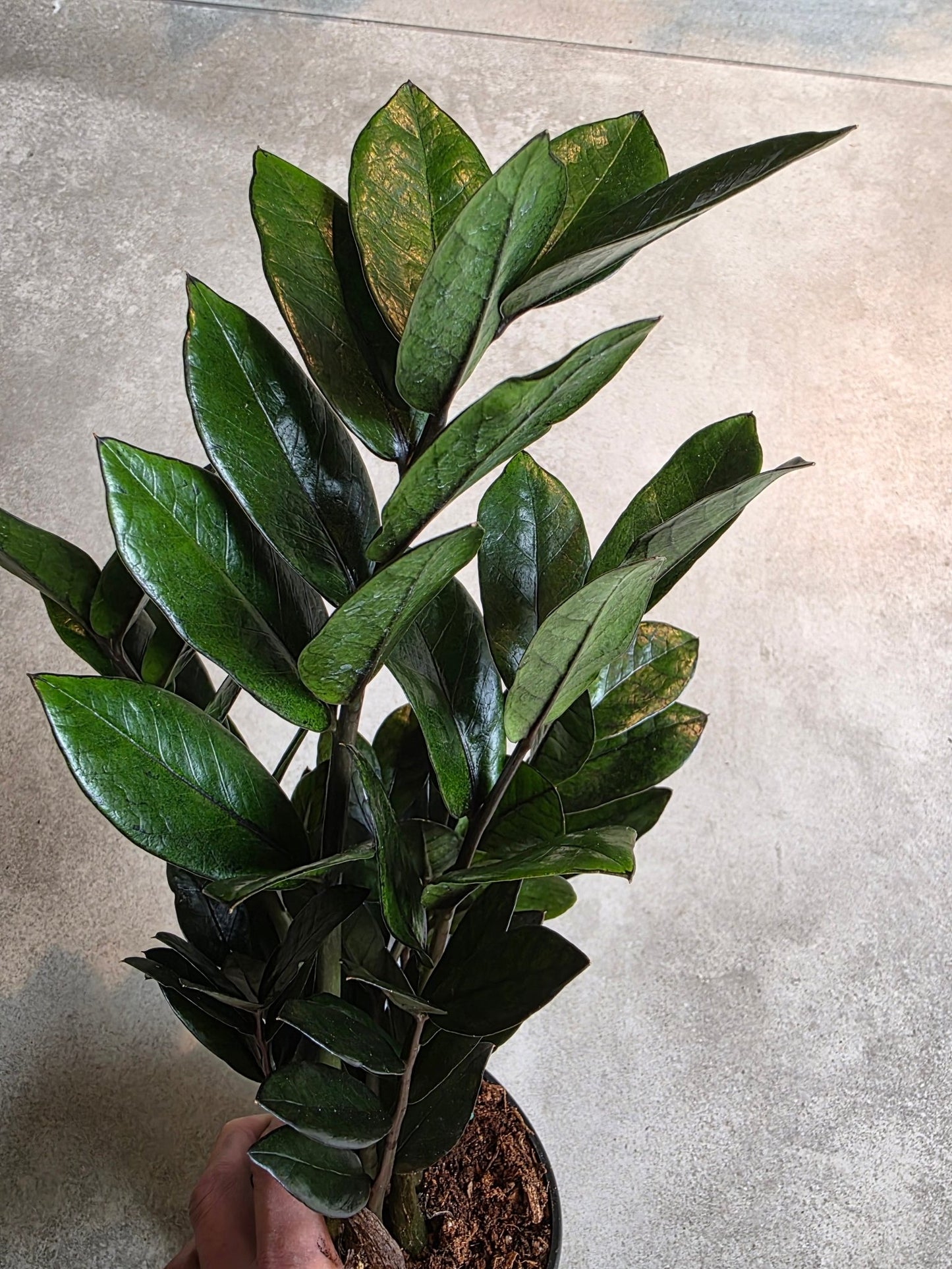 5" Zamioculcas zamiifolia 'Super Nova' - Grow & Bloom Co.