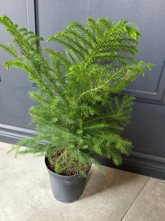 6" Araucaria heterophylla - Norfolk Island Pine - Grow & Bloom Co.