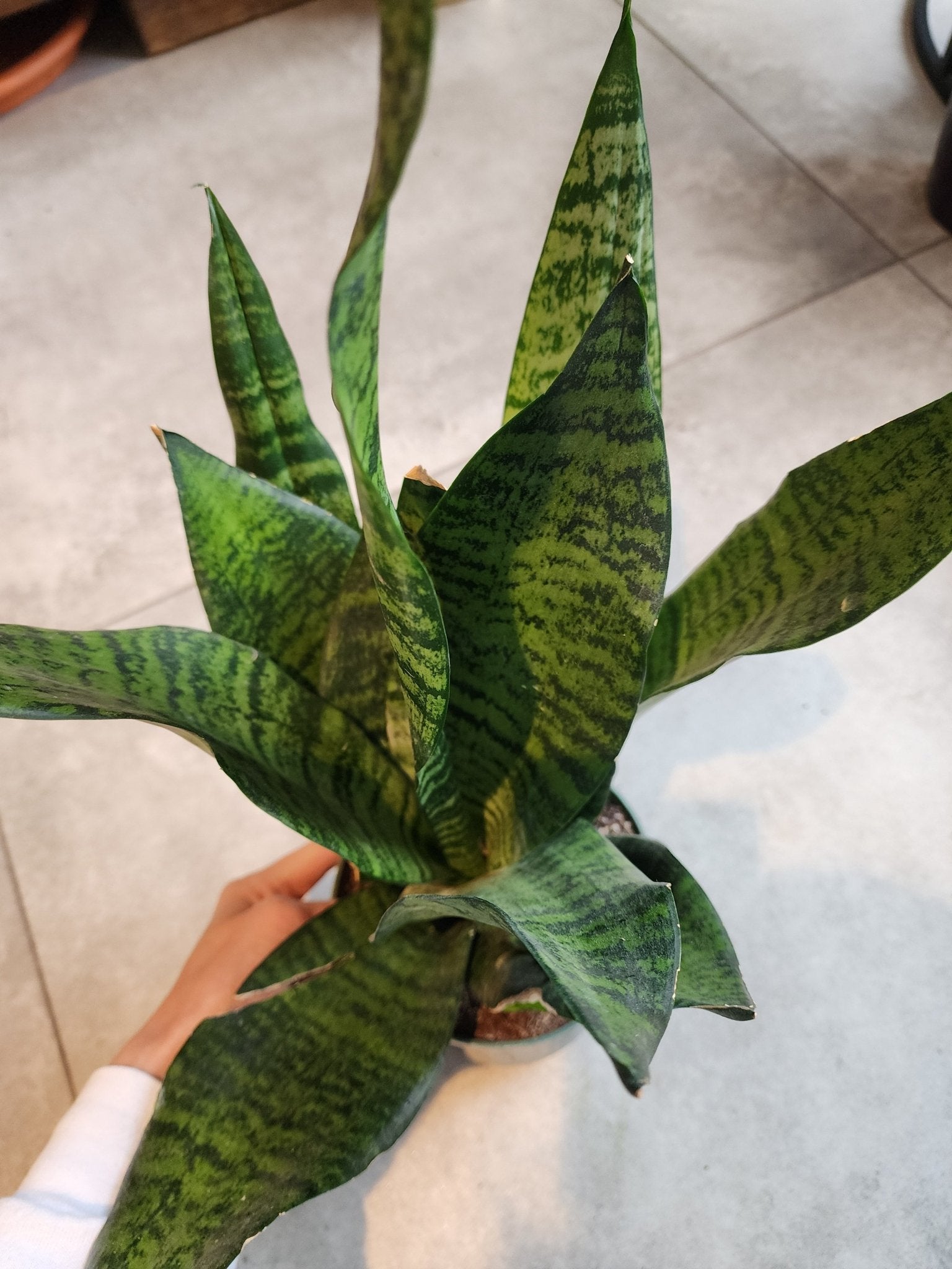 6" Dracaena trifasciata - Snake Plant - Grow & Bloom Co.