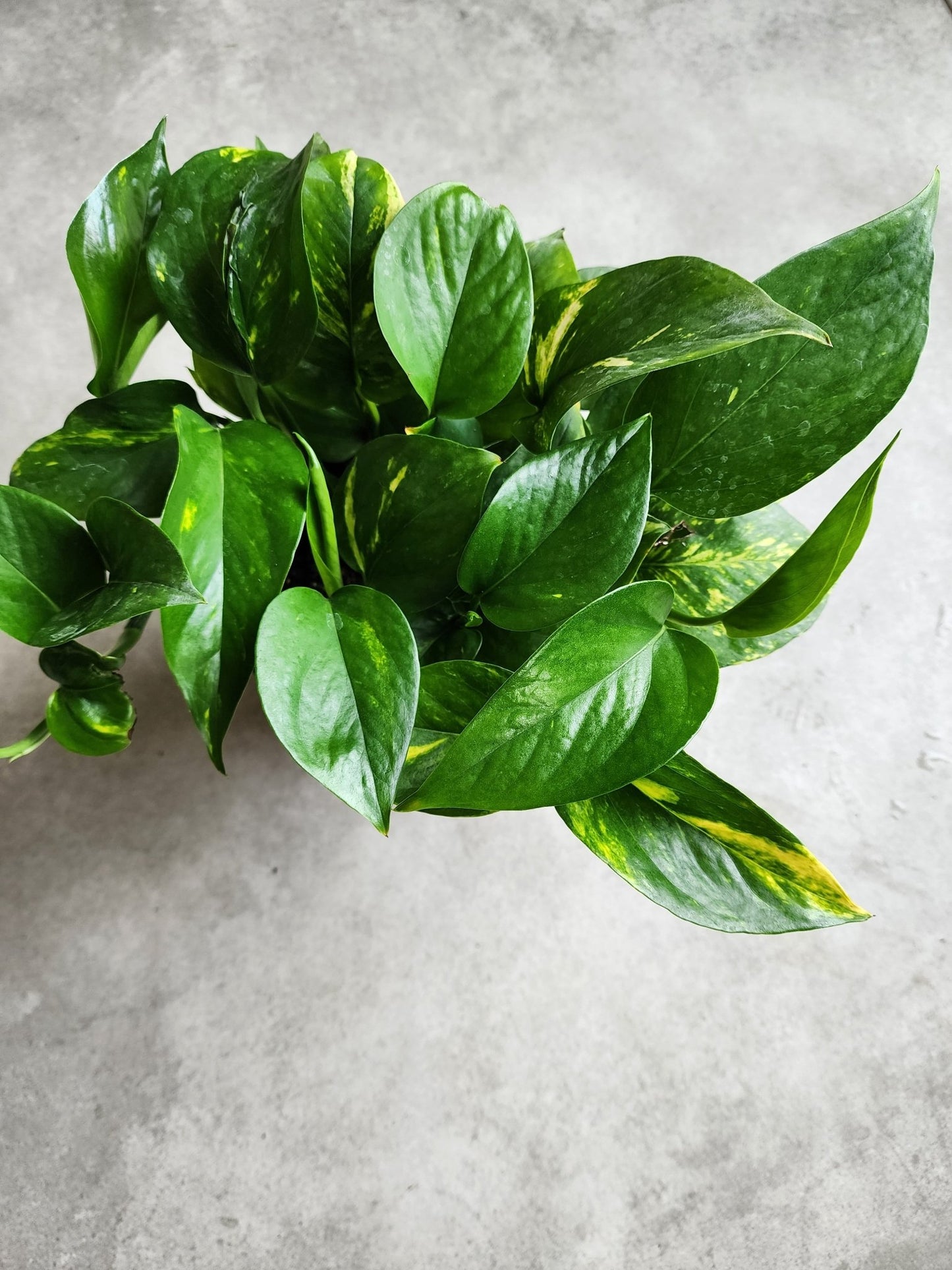 6" Epipremnum aureum - Golden Pothos - Grow & Bloom Co.