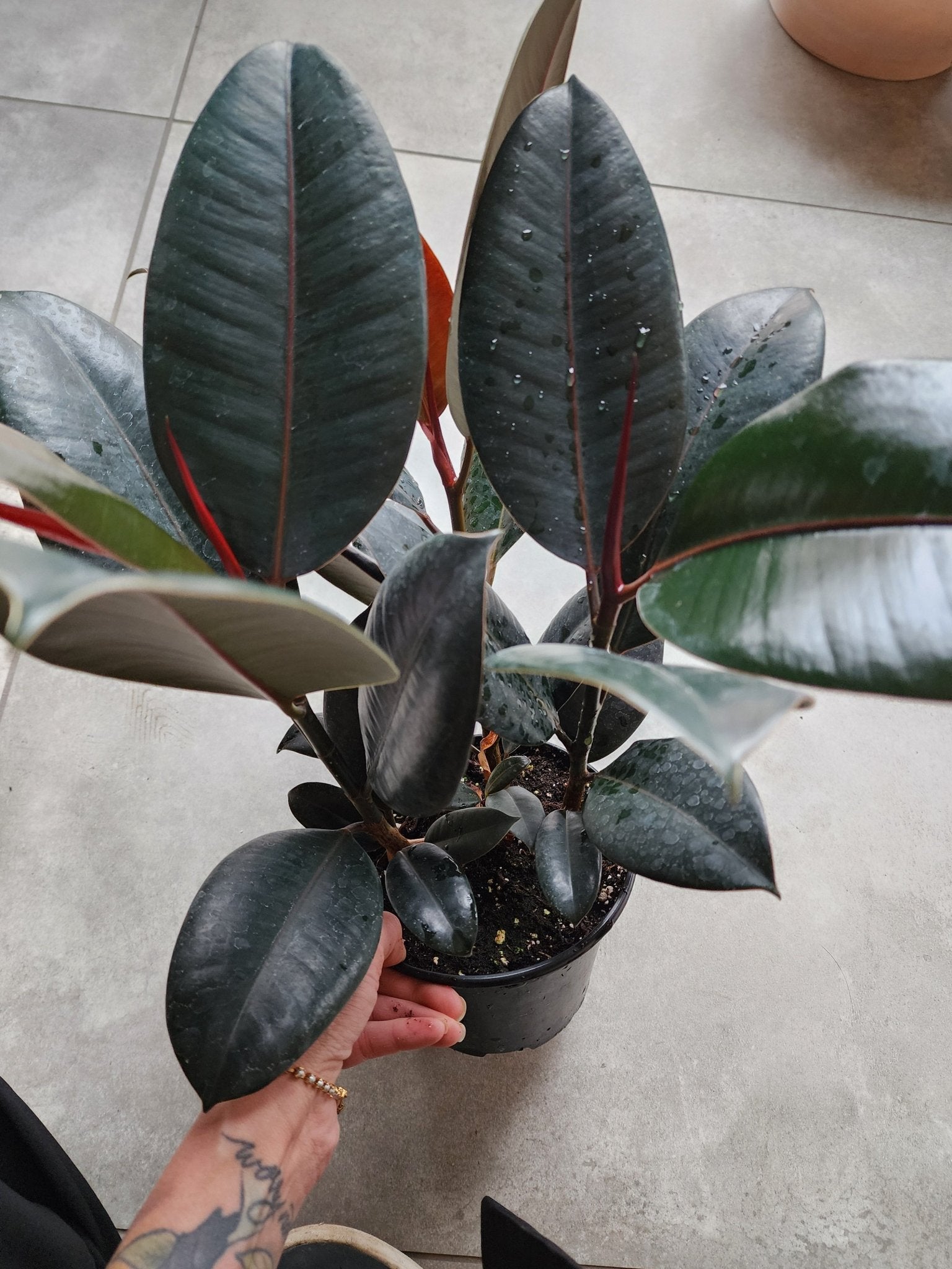 6" Ficus elastica - Rubber Plant - Grow & Bloom Co.